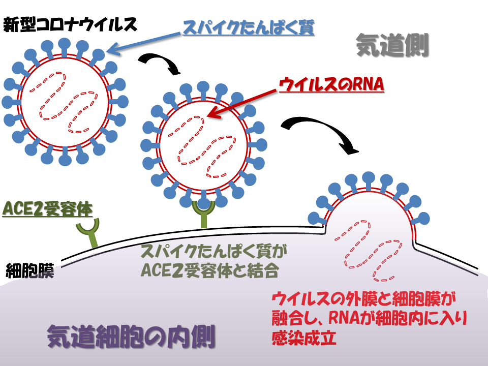 コロナ 息苦しい だけ