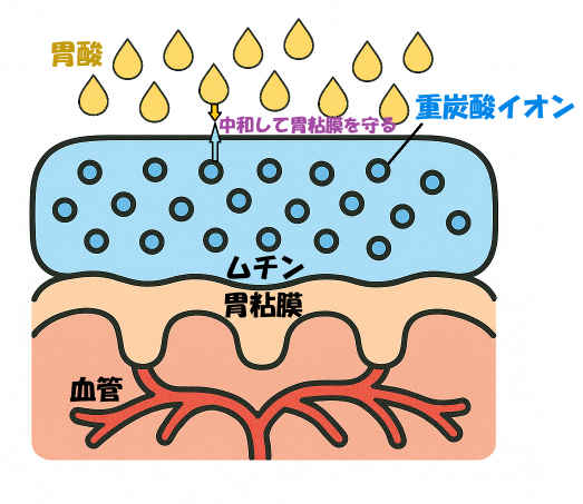 胃粘膜