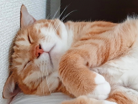 睡眠