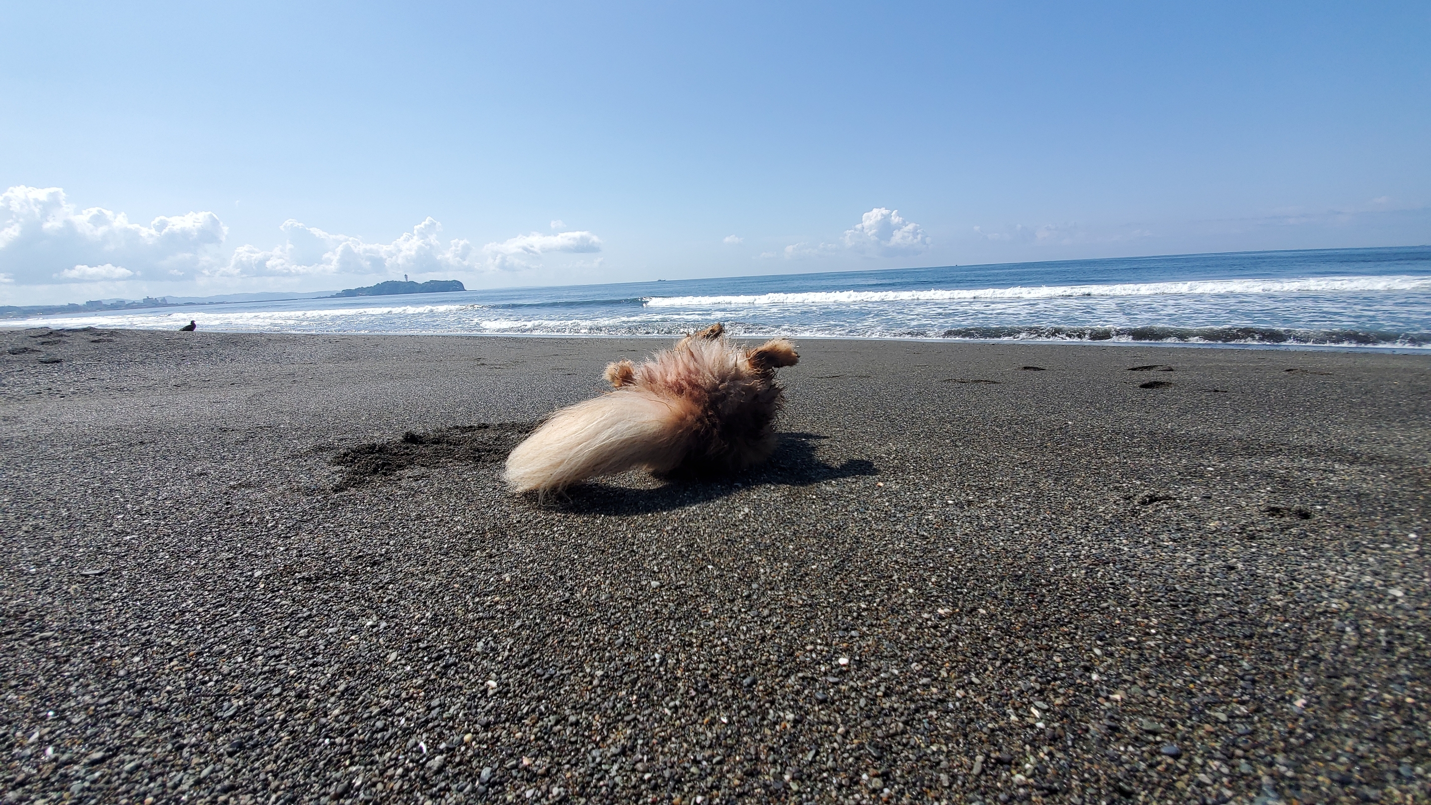 ビーチ転がる愛犬