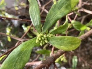 沈丁花