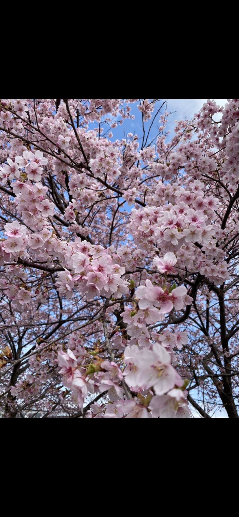 河津桜