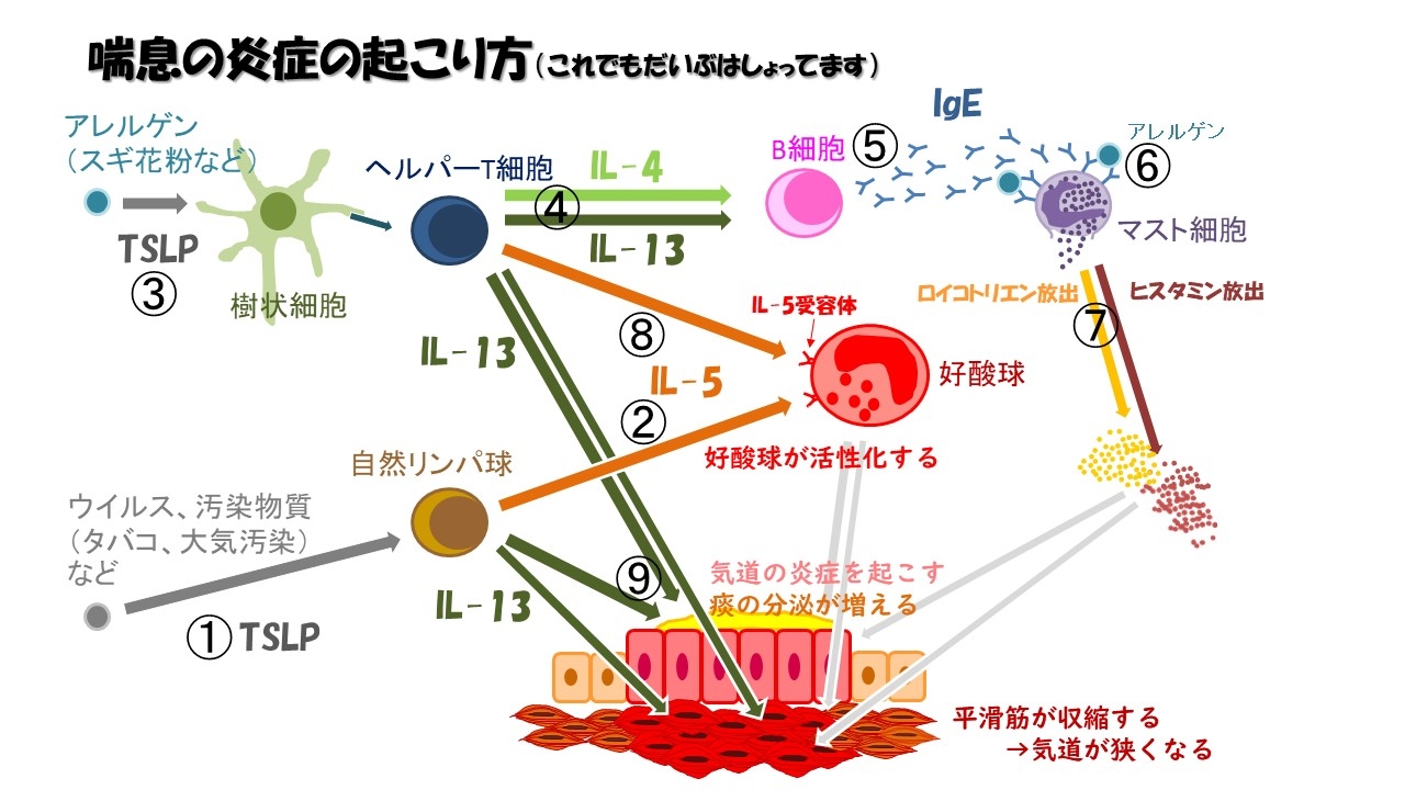 喘息炎症カスケード