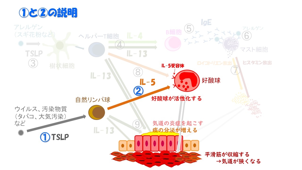 喘息の起こり方