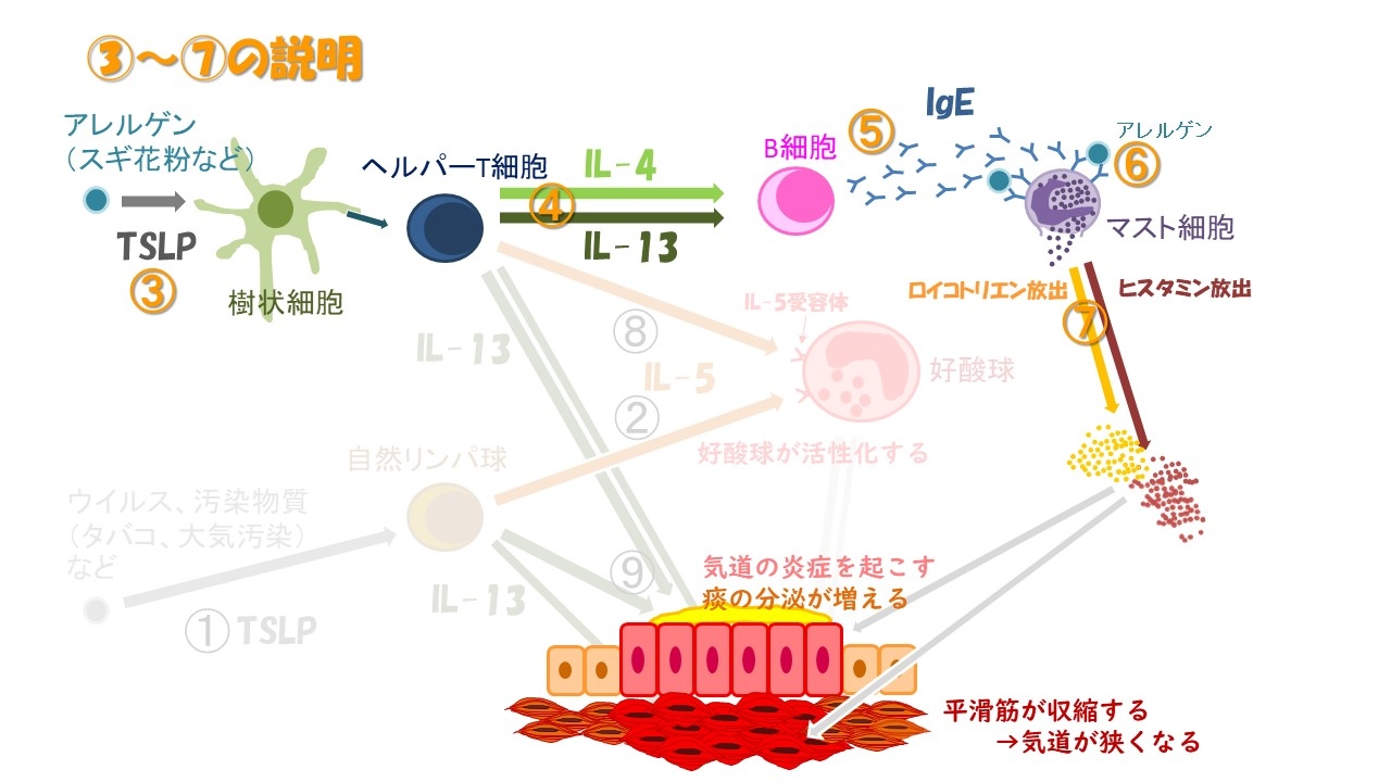 喘息の起こり方