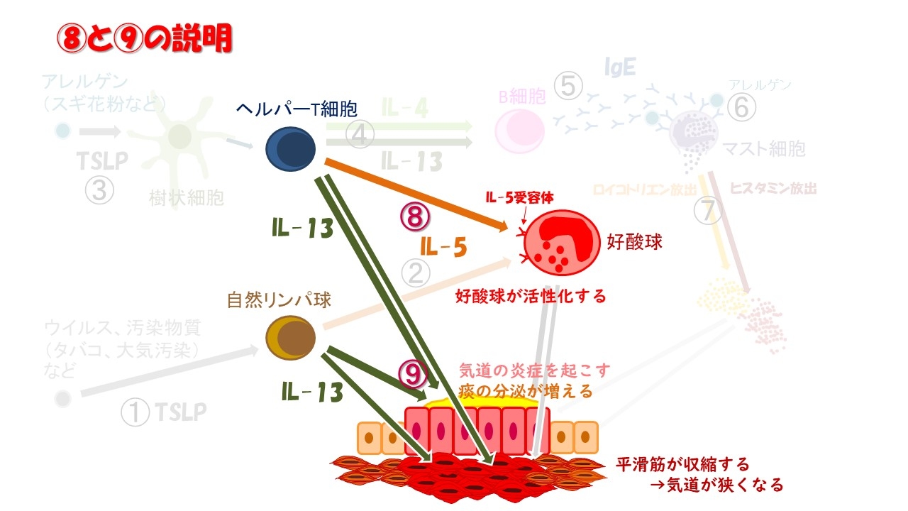 喘息の起こり方