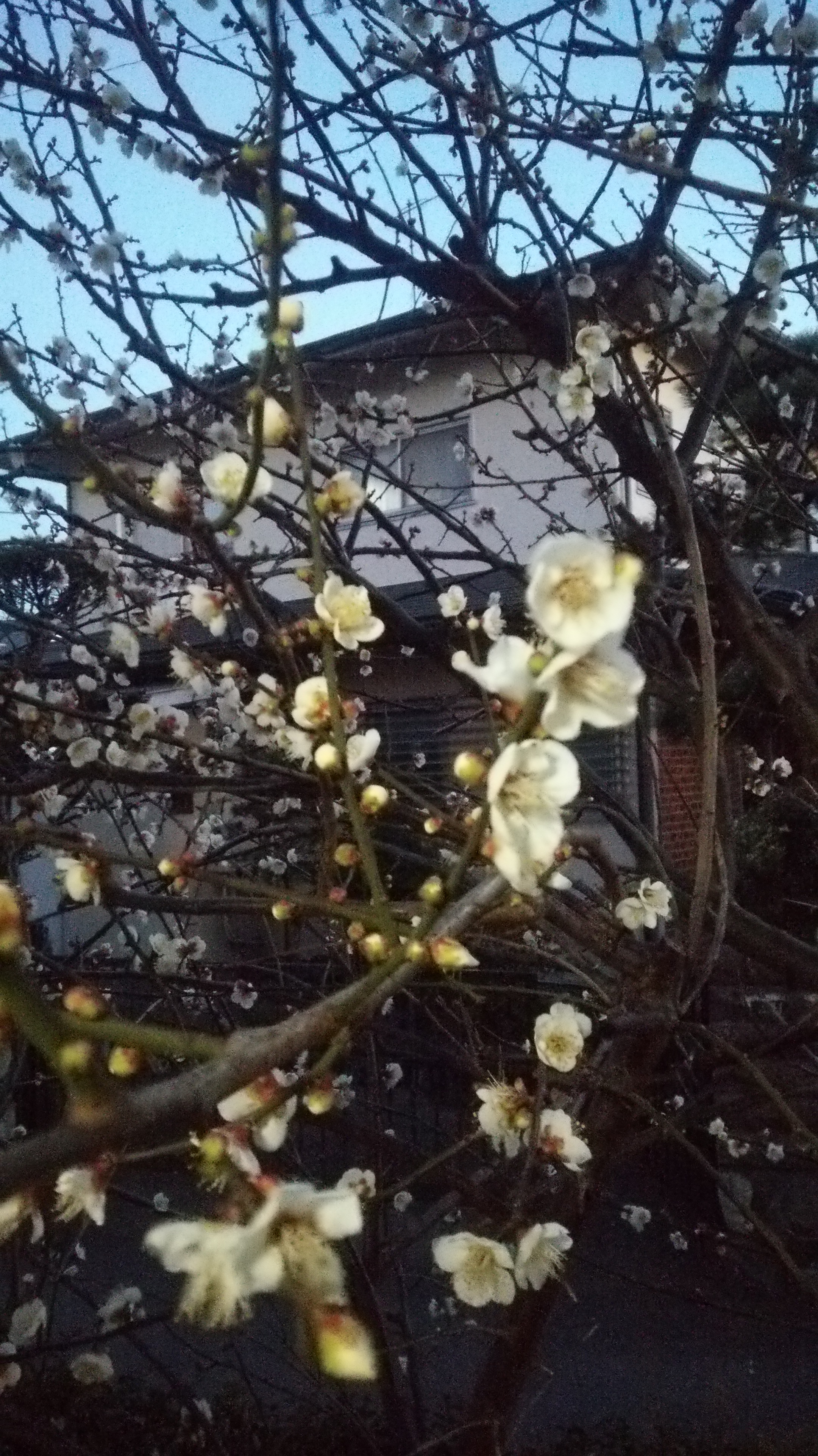 ume