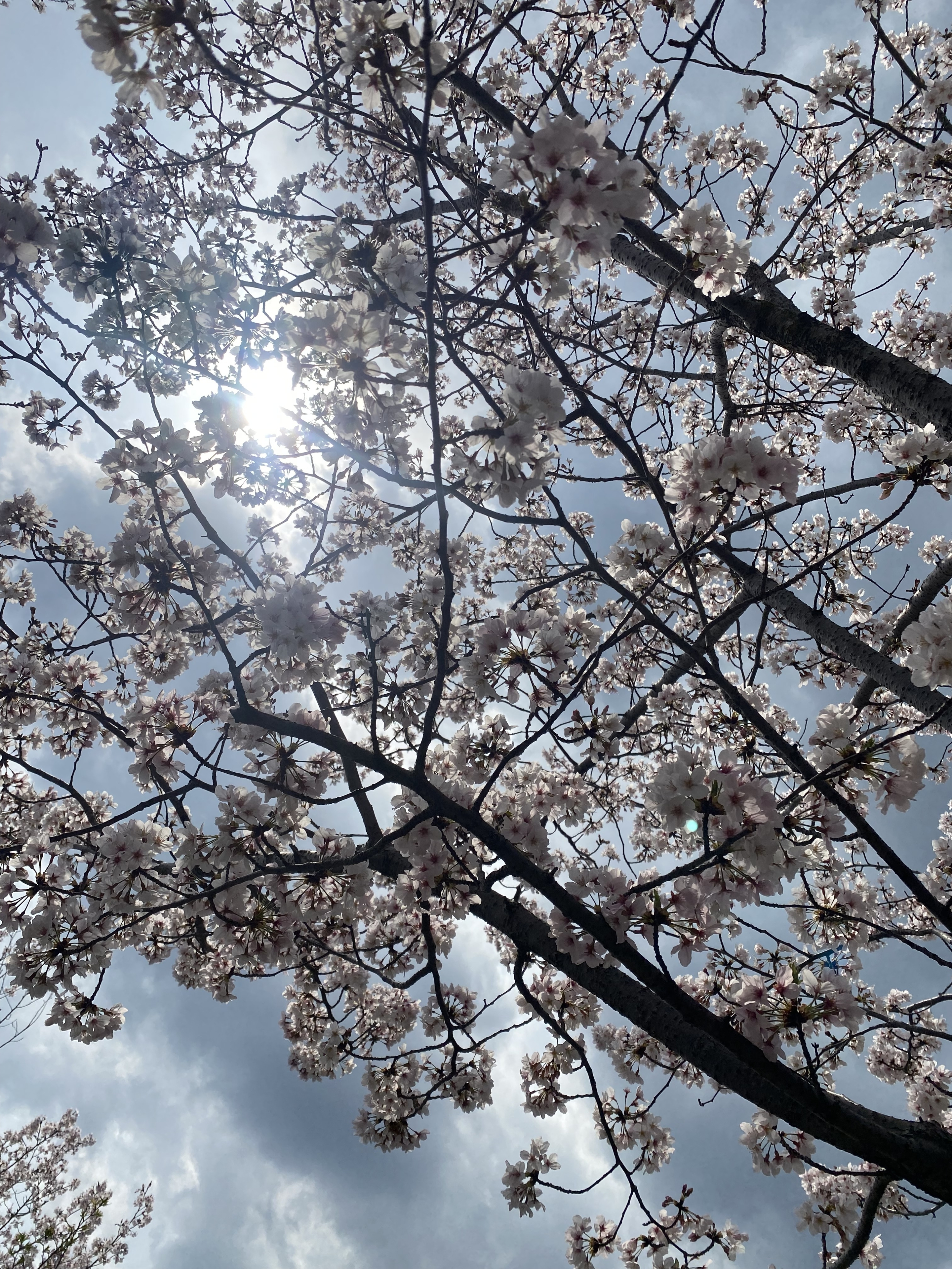 さくら