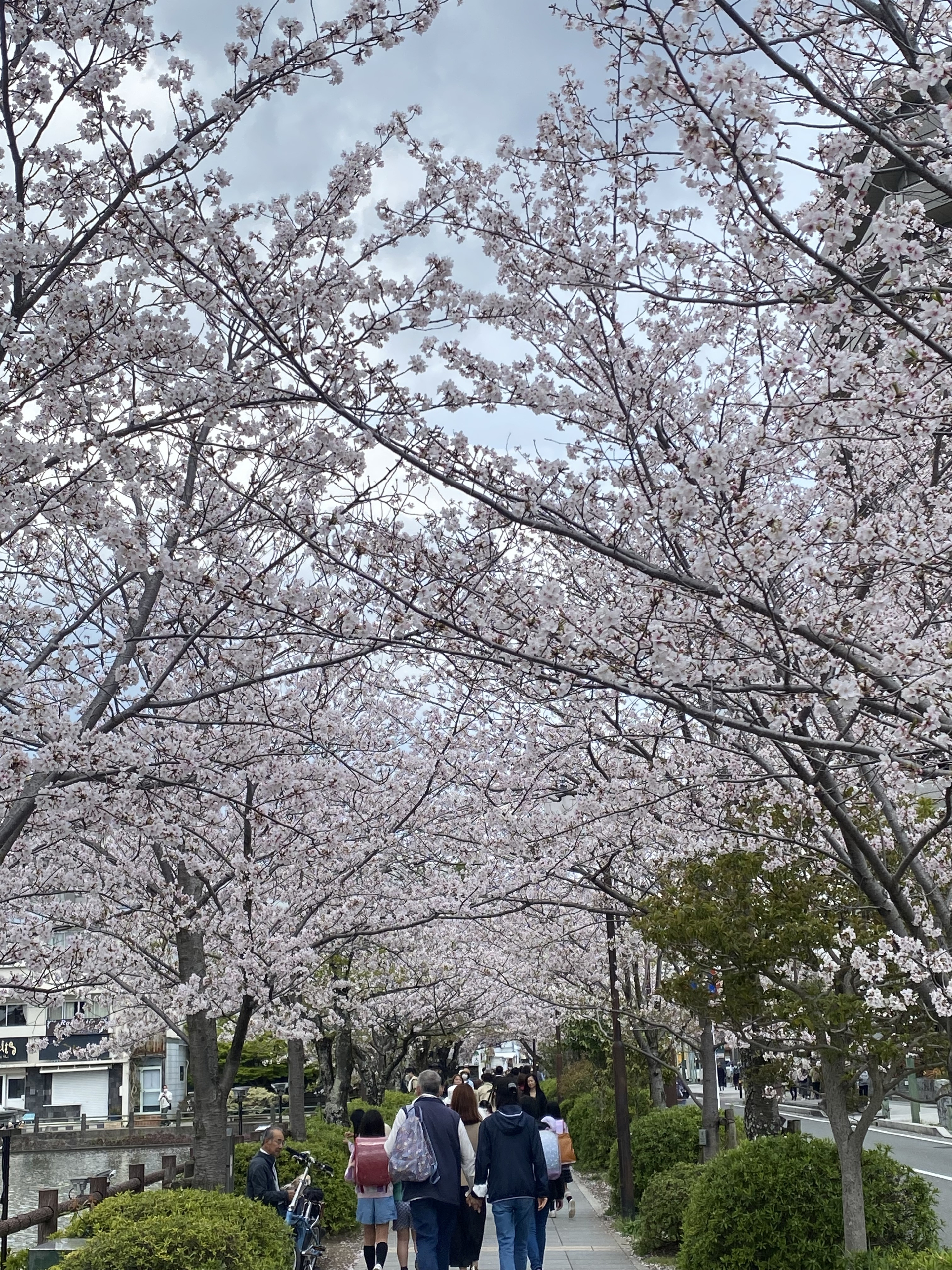さくら