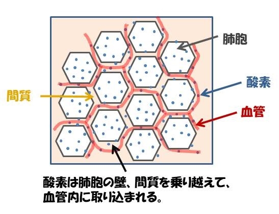 正常肺