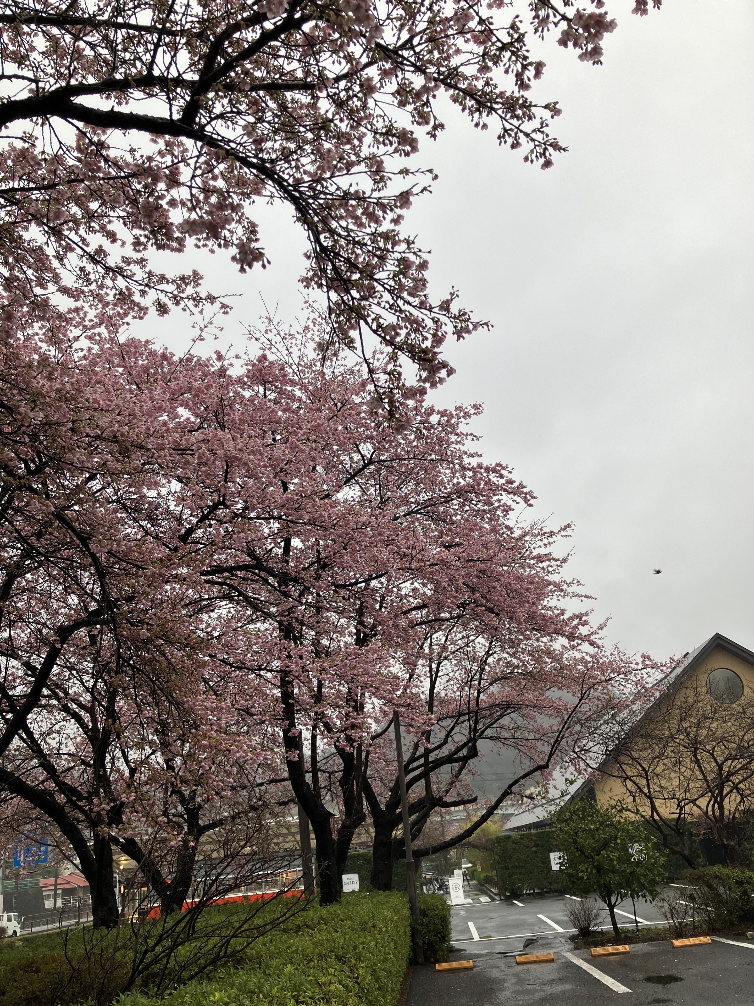 河津桜