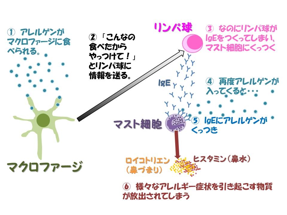 花粉症 アレルギー性鼻炎の診断 治療なら茅ヶ崎駅徒歩3分の茅ヶ崎内科と呼吸のクリニックまで