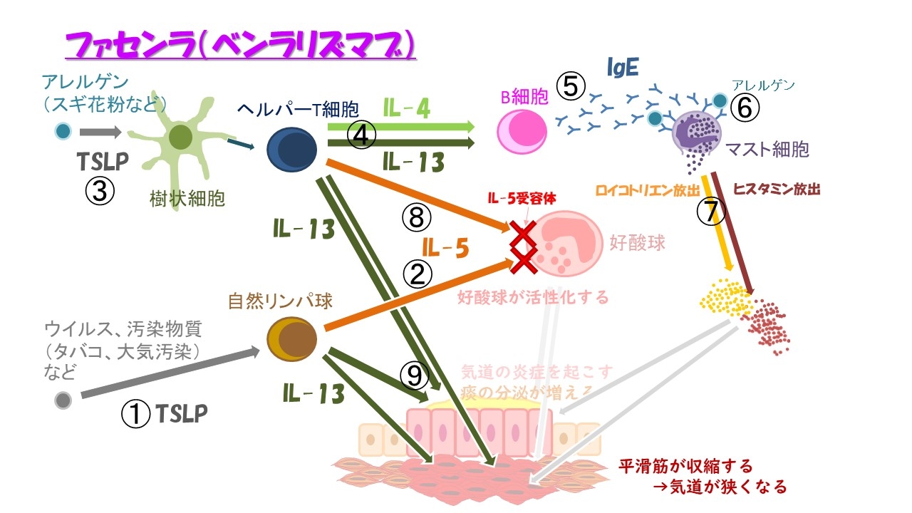 ファセンラ機序