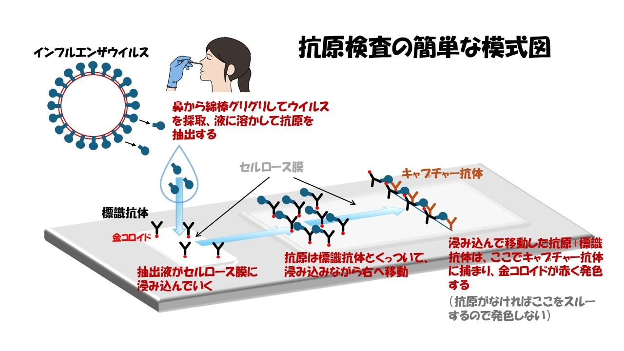 インフルエンザ検査