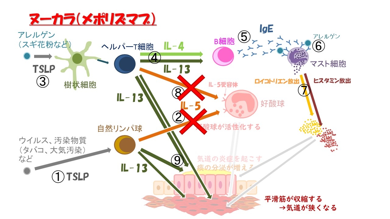 ヌーカラ機序