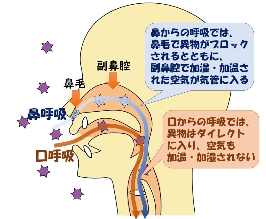 鼻呼吸、口呼吸