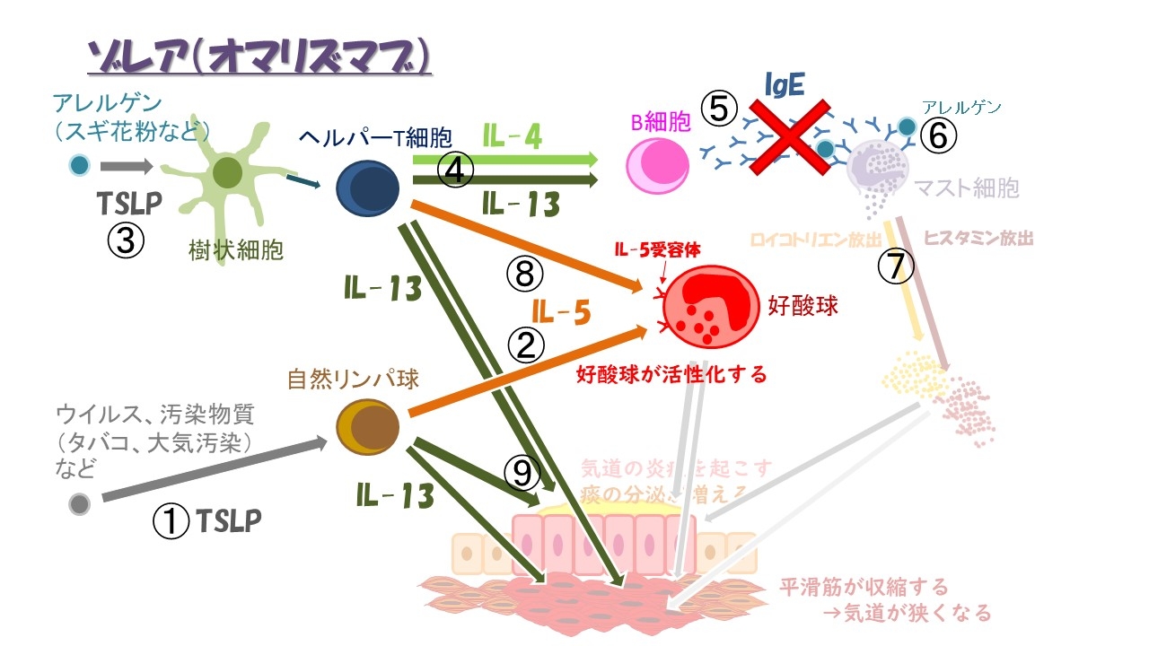 ゾレア機序