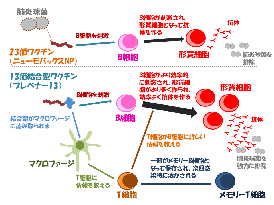 肺炎球菌ワクチンの機序