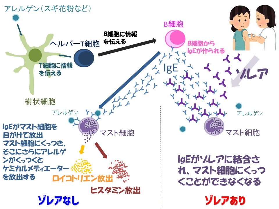 ゾレア作用機序